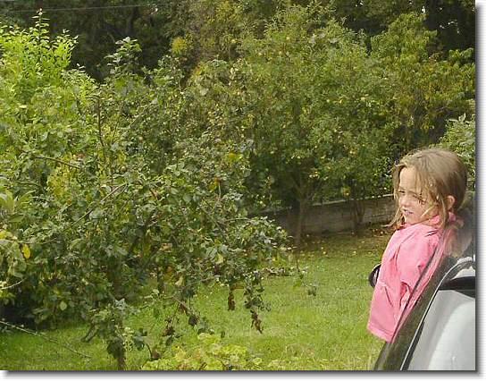 Diapositiva siguiente