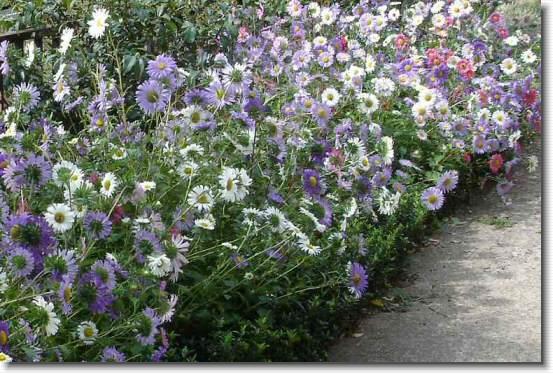 Diapositiva siguiente