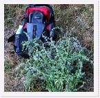 2588 * poleo: digestivo, antiespasmdico, colagogo, hipnptico