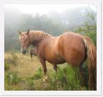 746 * personalidad, nobleza. De Enrique el de las Salas