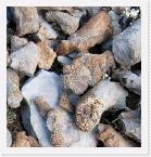 I2872 * coral fsilizado?